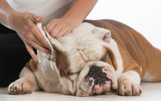 Tips and Tricks for Cleaning Your Dog's Ears!