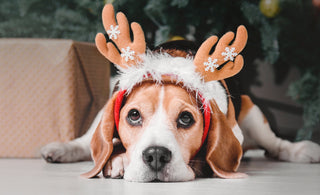 Potential Holiday Dangers for our Dogs