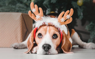 Potential Holiday Dangers for our Dogs