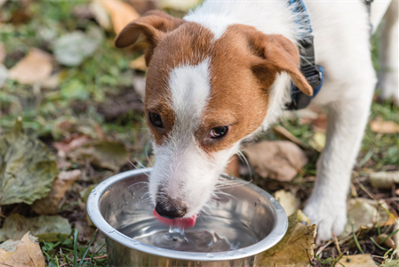 Canine Dehydration - Indications and Treatments